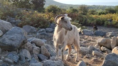 Ziege auf dem Weg vom Grigoraki