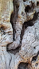 Knorriger Baum nahe des „Paradiso“