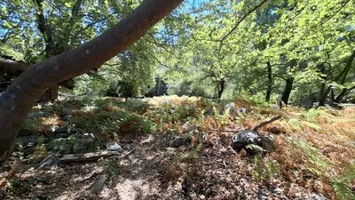 Platanenwald bei Therma