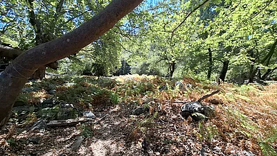 Platanenwald bei Therma