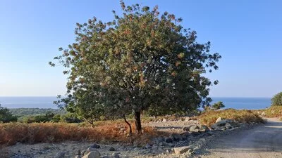 Auf dem Weg vom Grigoraki