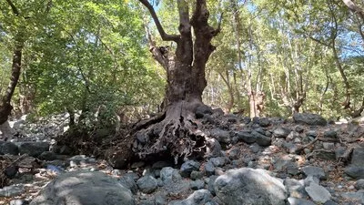 Platanenwurzeln am Bachufer