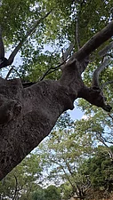 Uralte Platane im Wald bei Therma