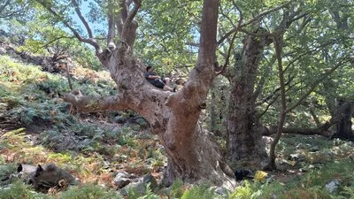 Typisch knorrige, uralte Platane im Wald bei Therma, Samothraki