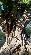 Knorriger Baum nahe des „Paradiso“