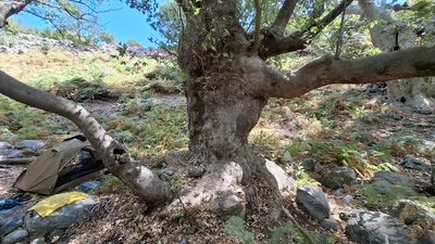 Typisch knorrige, uralte Platane im Wald bei Therma, Samothraki