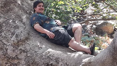 Typisch knorrige, uralte Platane im Wald bei Therma, Samothraki