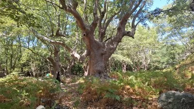 Typisch knorrige, uralte Platane im Wald bei Therma, Samothraki