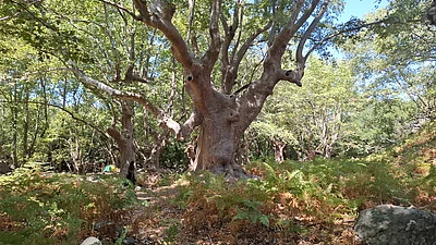 Typisch knorrige, uralte Platane im Wald bei Therma, Samothraki