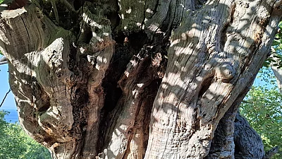Knorriger Baum nahe des „Paradiso“