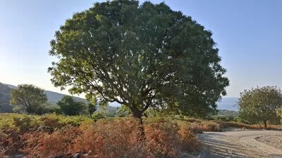 Auf dem Weg vom Grigoraki