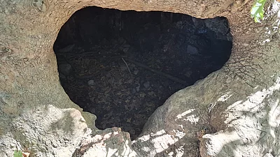 Baumloch im Wald bei Therma