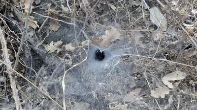 Samothraki-typisches Spinnennetz