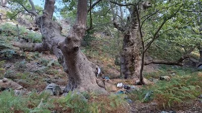 Unser Lager zwischen zwei uralten Platanen im Wald bei Therma