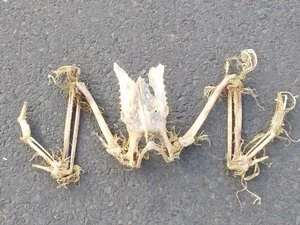 Skelett eines Vogels mit Flügeln, ohne Beine