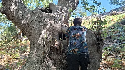 Typisch knorrige, uralte Platane im Wald bei Therma, Samothraki