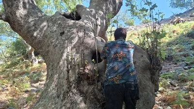 Typisch knorrige, uralte Platane im Wald bei Therma, Samothraki
