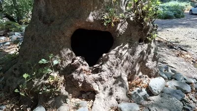 Baumloch im Wald bei Therma