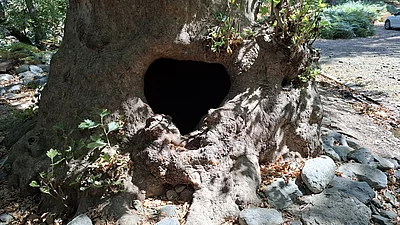 Baumloch im Wald bei Therma