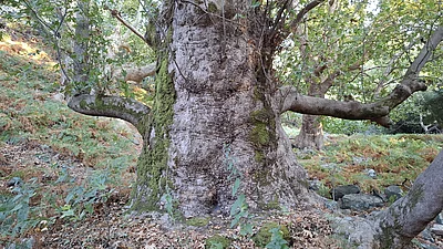 Platane am Zelt