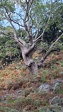 Uralte Platane im Wald bei Therma