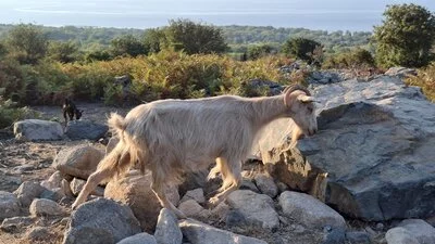 Ziege auf dem Weg vom Grigoraki