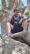 Typisch knorrige, uralte Platane im Wald bei Therma, Samothraki