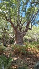 Typisch knorrige, uralte Platane im Wald bei Therma, Samothraki
