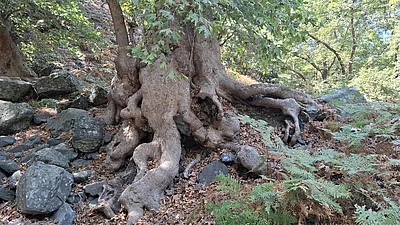 Platane