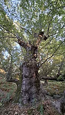Platane am Zelt