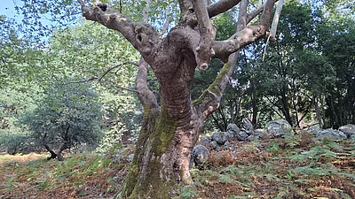 Uralte Platane im Wald bei Therma