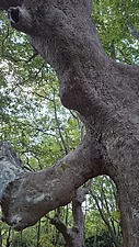 Uralte Platane im Wald bei Therma