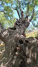 Typisch knorrige, uralte Platane im Wald bei Therma, Samothraki