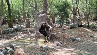 Knorrige Platanen im Wald bei Therma