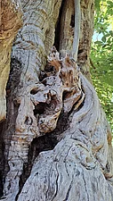 Knorriger Baum nahe des „Paradiso“