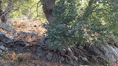 Baum auf der Durststrecke zum Grigoraki